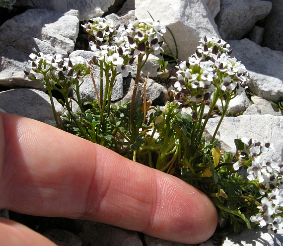 Hornungia alpina / Iberidella alpina
